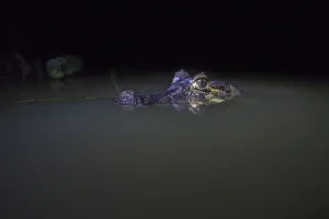 Spectacled caiman (Caiman crocodilus) in water at night, Mato Grosso, Pantanal, Brazil Spectacled caiman (Caiman crocodilus) in water at night, Mato Grosso, Pantanal, Brazil