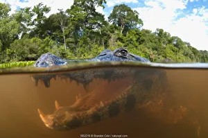 Spectacled caiman (Caiman yacare), split level view in the Pantanal wetlands region Spectacled caiman (Caiman yacare), split level view in the Pantanal wetlands region