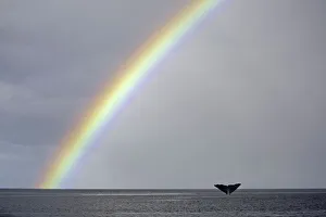 Rainbows Gallery: Sperm whale (Physeter macrocephalus) tail fluke above water as it dives below a rainbow