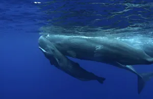 Sperm Whale (Physeter macrocephalus) calf swimming uder its mother. Sao Miguel Island Sperm Whale (Physeter macrocephalus) calf swimming uder its mother. Sao Miguel Island
