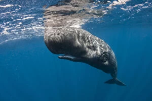 Images Dated 15th July 2008: Sperm whale (Physeter macrocephalus) resting just beneath surface, Faial Island, Azores