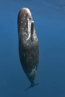 Toothed Whale Gallery: Sperm whale (Physeter macrocephalus) female at the ocean surface with her mouth open