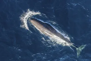 Sperm whale (Physeter macrocephalus) aerial view. Baja California, Mexico Sperm whale (Physeter macrocephalus) aerial view. Baja California, Mexico