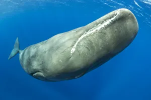 Sperm whale, (Physeter macrocephalus) Dominica, Caribbean Sea, Atlantic Ocean Sperm whale, (Physeter macrocephalus) Dominica, Caribbean Sea, Atlantic Ocean