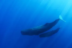 Sperm whale (Physeter macrocephalus) mother and calf, Sri Lanka. March Sperm whale (Physeter macrocephalus) mother and calf, Sri Lanka. March