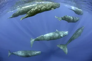 Sperm whale (Physeter macrocephalus) pod, Dominica, Caribbean Sea, Atlantic Ocean Sperm whale (Physeter macrocephalus) pod, Dominica, Caribbean Sea, Atlantic Ocean
