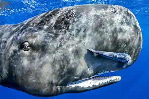 Toothed Whale Gallery: Sperm whale (Physeter macrocephalus) portrait, with remora fish, Dominica, Caribbean Sea