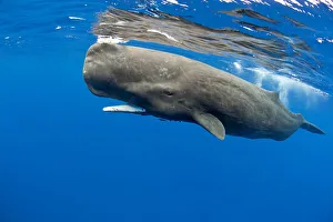 Sperm whale (Physeter macrocephalus) at surface, Dominica, Caribbean Sea, Atlantic Ocean Sperm whale (Physeter macrocephalus) at surface, Dominica, Caribbean Sea, Atlantic Ocean