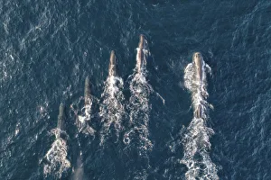 Sperm whales (Physeter macrocephalus) aerial shot showing much larger male on right Sperm whales (Physeter macrocephalus) aerial shot showing much larger male on right