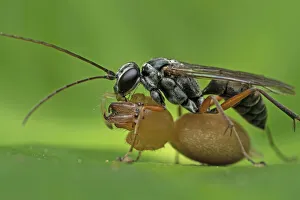 Spider wasp (Pompilidae) with spider prey, Buxa Tiger Reserve, India Spider wasp (Pompilidae) with spider prey, Buxa Tiger Reserve, India