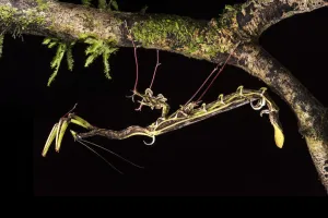 Spiky flower-mimic stick insect (Toxodera berieri) active at night. Danum Valley Spiky flower-mimic stick insect (Toxodera berieri) active at night. Danum Valley