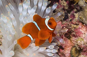 Bleached Gallery: Spinecheek anemonefish (Premnas biaculeatus) male with bleached anemone, Bunaken National Park