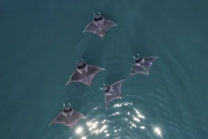 Spinetail devil rays (Mobula mobular) aerial Baja California, Mexico Spinetail devil rays (Mobula mobular) aerial Baja California, Mexico