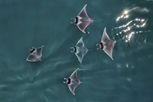 Spinetail devil rays (Mobula mobular) aerial view, Baja California, Mexico Spinetail devil rays (Mobula mobular) aerial view, Baja California, Mexico