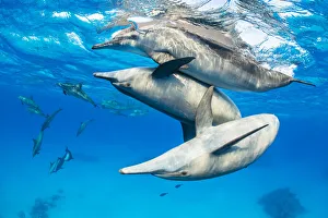 Spinner dolphin (Stenella longirostris) pod socialising close to surface. Fury Shoal Spinner dolphin (Stenella longirostris) pod socialising close to surface. Fury Shoal