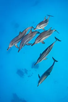 Spinner dolphins (Stenella longirostris) pod swimming over a shallow sandy lagoon in a coral reef