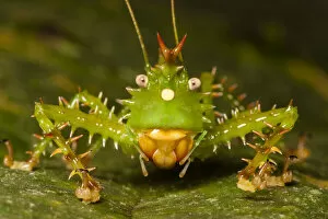 Related Images Gallery: Spiny devil katydid (Panacanthus cuspidatus), Napo, Ecuador, South America