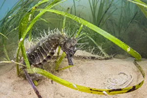 Spiny seahorse (Hippocampus guttulatus) adult female in a meadow of (Zostera marina Spiny seahorse (Hippocampus guttulatus) adult female in a meadow of (Zostera marina