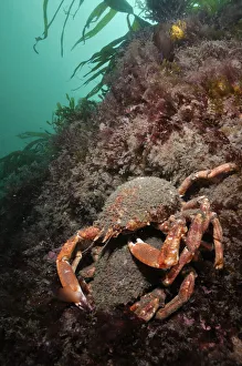 Spiny spider crab (Maja brachydactyla / squinado) pair on rock covered with red algae Spiny spider crab (Maja brachydactyla / squinado) pair on rock covered with red algae