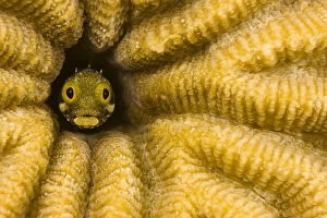 Images Dated 5th June 2008: Spinyhead blenny (Acanthemblemaria spinosa) in hard coral, Netherlands Antilles, Bonaire