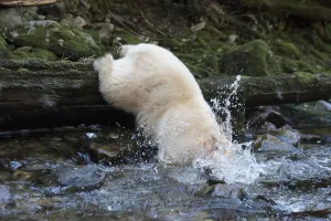 Spirit / Kermode bear (Ursus americanus kermodei) catching fish in river Spirit / Kermode bear (Ursus americanus kermodei) catching fish in river