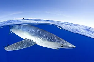 Split image of Blue shark (Prionace glauca) close to the surface, Pico Island, Azores Split image of Blue shark (Prionace glauca) close to the surface, Pico Island, Azores