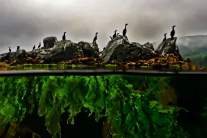 Split-level of Cormorants (Phalacrocorax sp.) standing on rocks with Sea lettuce (Ulva sp Split-level of Cormorants (Phalacrocorax sp.) standing on rocks with Sea lettuce (Ulva sp