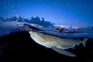 Split level image of Caribbean reef shark (Carcharhinus perezi) breaking surface at dusk Split level image of Caribbean reef shark (Carcharhinus perezi) breaking surface at dusk