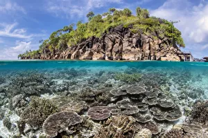 Split level image of a hard coral garden (Acropora spp.) in front of a tropical island Split level image of a hard coral garden (Acropora spp.) in front of a tropical island