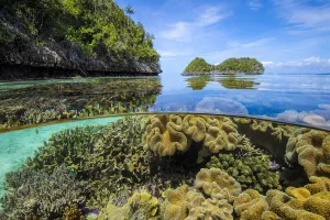 Split level image of Leather corals (Sarcophyton sp.) flourishing in shallow water close Split level image of Leather corals (Sarcophyton sp.) flourishing in shallow water close