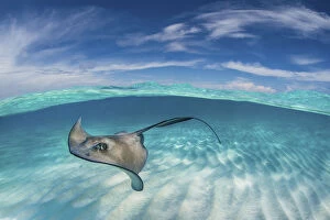 A split level image of Southern stingray (Hypanus americanus) swimming over a sand bar