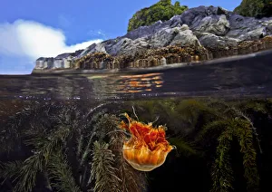 Split level of a Lions mane Jellyfish (Cyanea capillata Split level of a Lions mane Jellyfish (Cyanea capillata