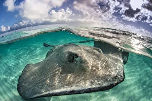 A split level photo of a female southern stingray (Dasyatis americana A split level photo of a female southern stingray (Dasyatis americana
