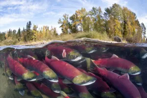 A split level photo of group of Sockeye salmon (Oncorhynchus nerka) fighting their A split level photo of group of Sockeye salmon (Oncorhynchus nerka) fighting their