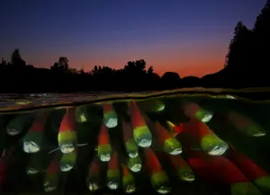 Split level of Sockeye salmon (Oncorhynchus nerka) during migration; Adams River Split level of Sockeye salmon (Oncorhynchus nerka) during migration; Adams River