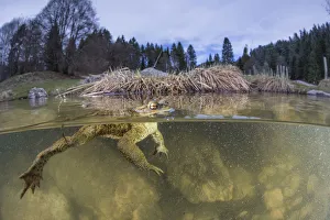 Split level view of Common toad male (Bufo bufo) waiting for a female during the Split level view of Common toad male (Bufo bufo) waiting for a female during the