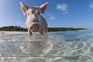 Images Dated 15th July 2007: split level view of a domestic pig (Sus domestica) bathing in the sea. Exuma Cays, Bahamas