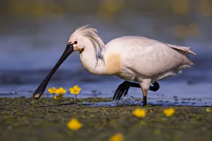 Spoonbill ( Platalea leucorodia) wading with yellow Water-lily flowers, Hungary Spoonbill ( Platalea leucorodia) wading with yellow Water-lily flowers, Hungary