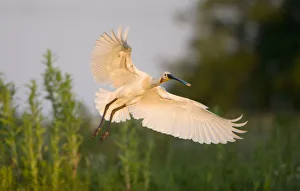Spoonbill (Platalea leucorodia) adult in flight, Netherlands, June 2009 Spoonbill (Platalea leucorodia) adult in flight, Netherlands, June 2009
