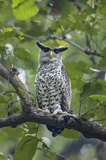 Spot-bellied eagle owl (Bubo nipalensis) perched on branch, Jim Corbett National Park Spot-bellied eagle owl (Bubo nipalensis) perched on branch, Jim Corbett National Park