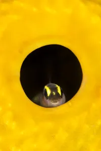 Spotlight goby (Gobiosoma louisae) looking out from inside a Yellow tube sponge Spotlight goby (Gobiosoma louisae) looking out from inside a Yellow tube sponge