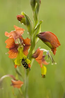 Spotted blister beetle (Ceroctis capensis) feeding on Gladiolus (Gladiolus alatus) petals Spotted blister beetle (Ceroctis capensis) feeding on Gladiolus (Gladiolus alatus) petals