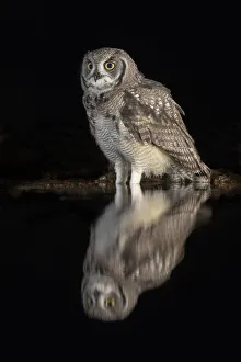 Spotted eagle owl (Bubo africanus) subadult at nigh by water, Zimanga private game reserve Spotted eagle owl (Bubo africanus) subadult at nigh by water, Zimanga private game reserve