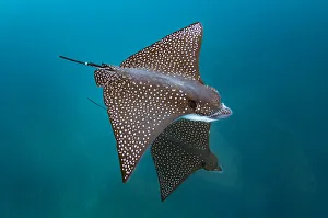 Spotted eagle ray (Aetobatus narinari), Kicker Rock, San Cristobal Island, Galapagos Spotted eagle ray (Aetobatus narinari), Kicker Rock, San Cristobal Island, Galapagos