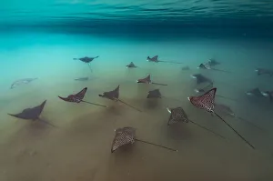 Spotted eagle rays (Aetobatus narinari), in mangrove inlet, Elizabeth Bay, Isabela Island Spotted eagle rays (Aetobatus narinari), in mangrove inlet, Elizabeth Bay, Isabela Island
