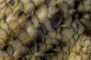 Spotted fish-scaled gecko (Geckolepis maculata) close up of scales, Palmarium, Atsinanana Spotted fish-scaled gecko (Geckolepis maculata) close up of scales, Palmarium, Atsinanana