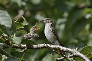 Muscicapidae Gallery: Spotted flycatcher (Muscicapa striata) feeding a chick which has just left its nestbox