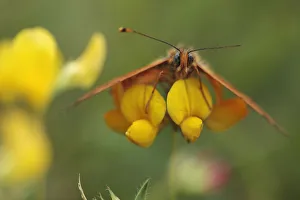 Spotted fritillary butterfly (Melitaea didyma) on Trefoil (Lotus sp) flowers, Mount Baba Spotted fritillary butterfly (Melitaea didyma) on Trefoil (Lotus sp) flowers, Mount Baba