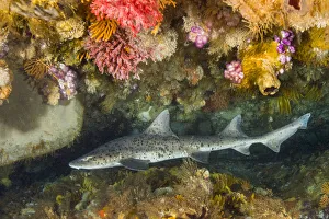 Spotted gully shark (Triakis megalopterus) in coral reef Spotted gully shark (Triakis megalopterus) in coral reef