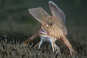 Spotted handfish (Brachionichthys hirsutus) portrait, Derwent River estuary, Hobart Spotted handfish (Brachionichthys hirsutus) portrait, Derwent River estuary, Hobart